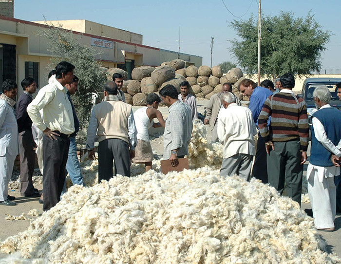 Raw Wool for Carpet Manufacture 