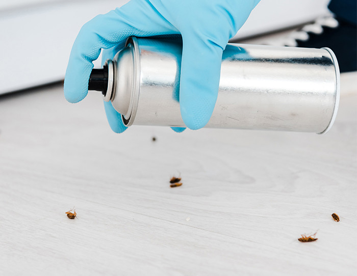 how to get rid of carpet beetles