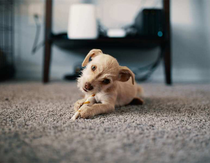 Protect Carpet from Pet