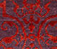 Imara