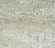 Kibrast