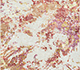 Mineral Shadow / Velvet Red