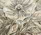 Ashwood / Antique White